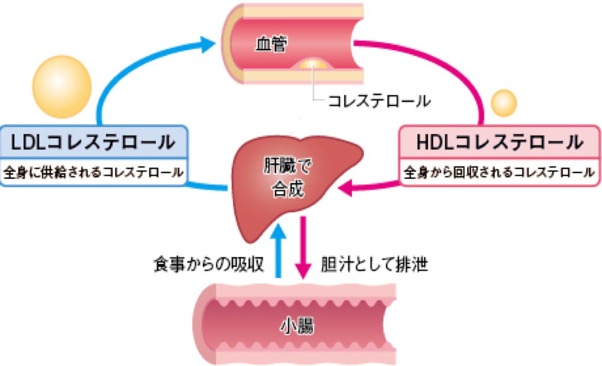 コレステロール